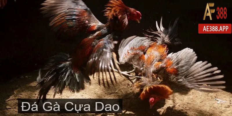 Chọi gà cựa dao tại AE3888 với nhiều điểm nổi bật mà bạn nên biết