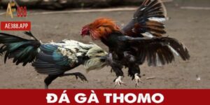 da ga thomo anh dai dien